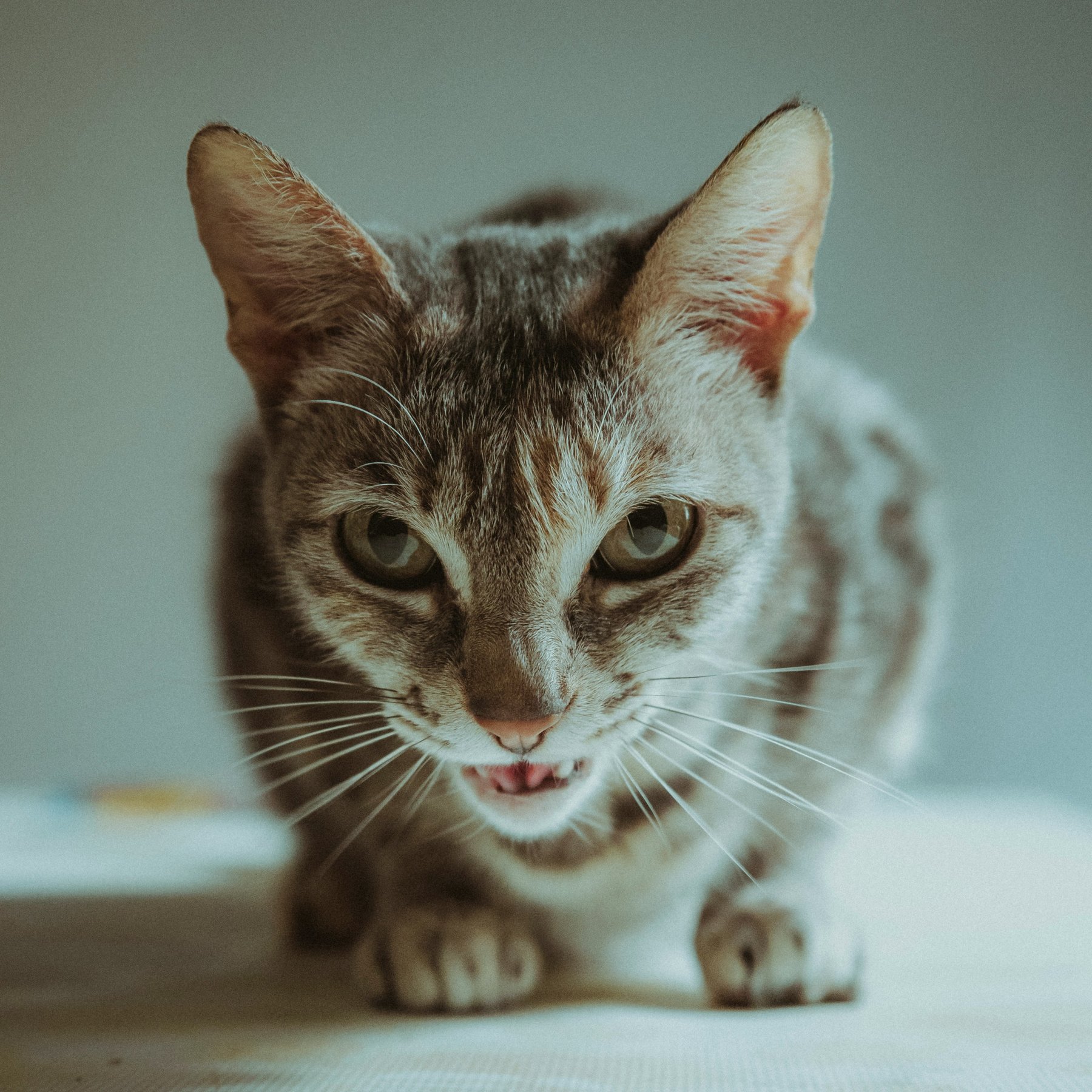 A tense grey tabby cat crouched low on a white surface, ears up, staring at the camera with its mouth open mid-hiss