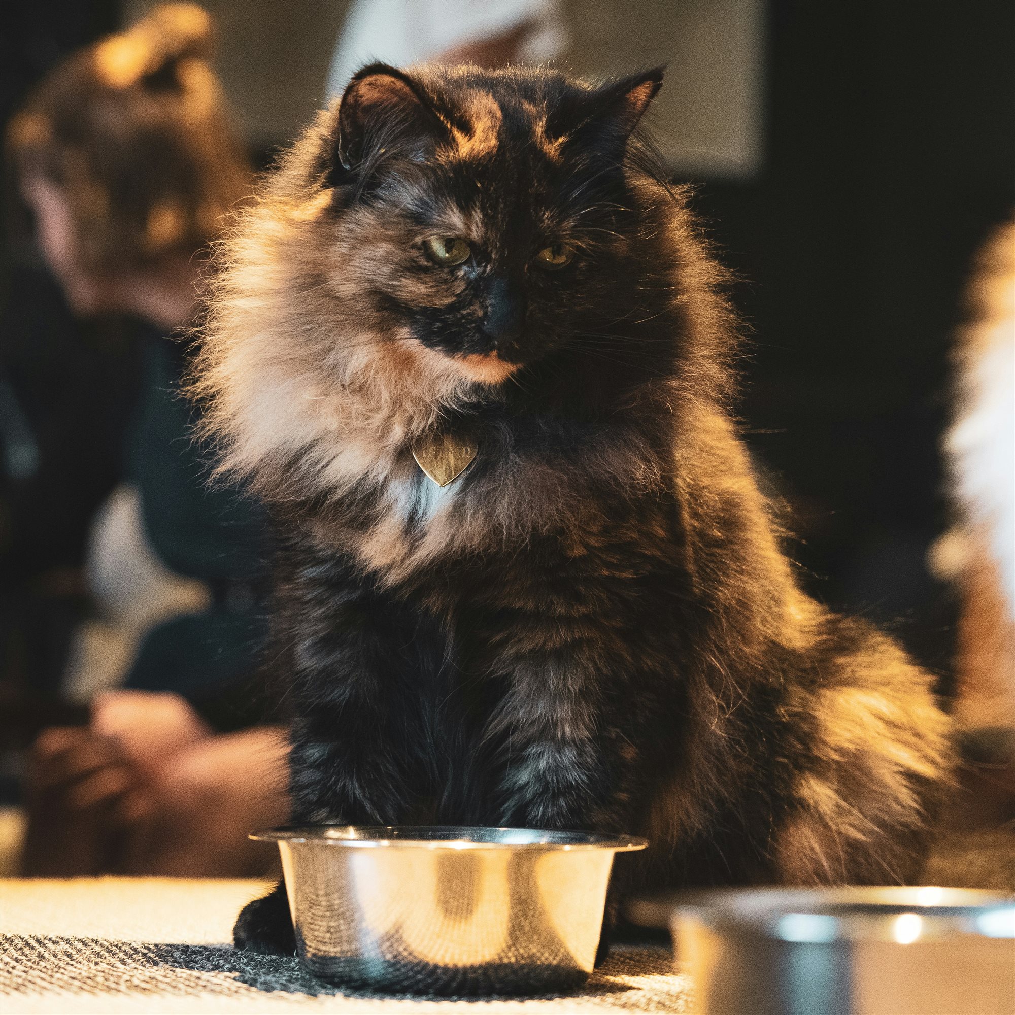 A long-haired tortoiseshell cat sitting in front of an empty stainless steel food bowl