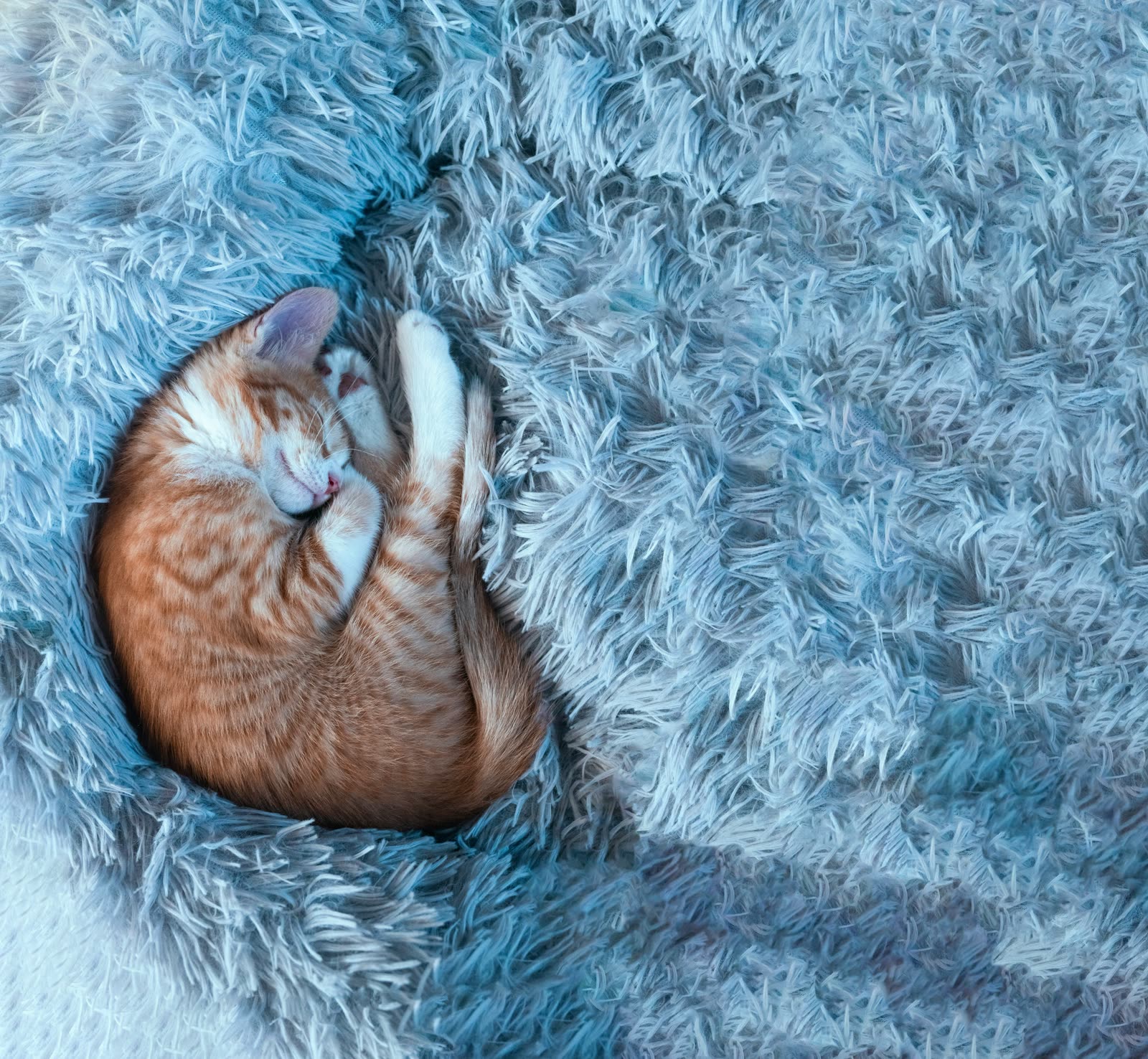 A ginger tabby cat curled into a tight ball asleep on a fuzzy blue blanket