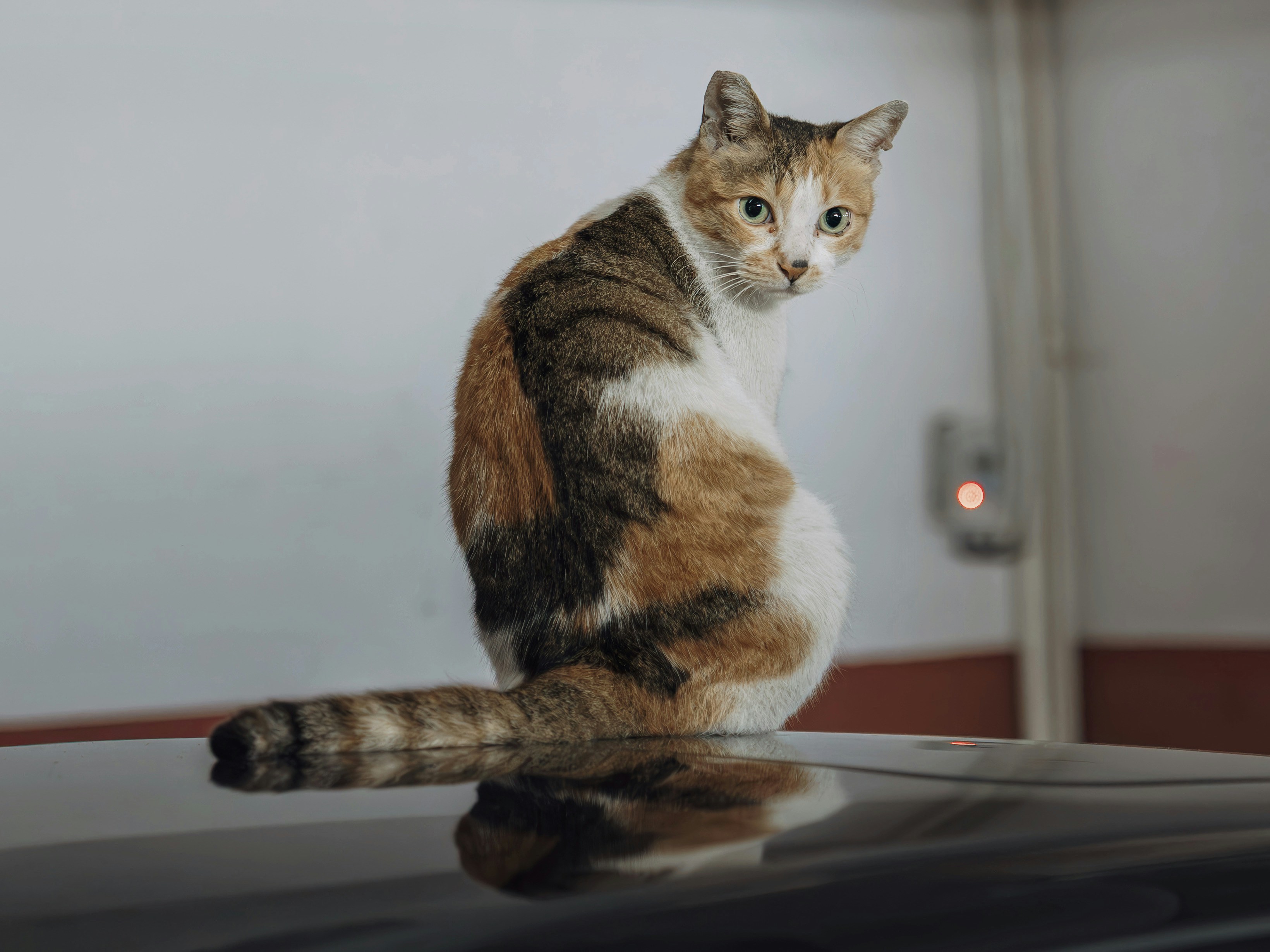 A calico cat sitting on the roof of a dark car, looking back over its shoulder, its striped tail stretched out flat behind it and reflected in the paint