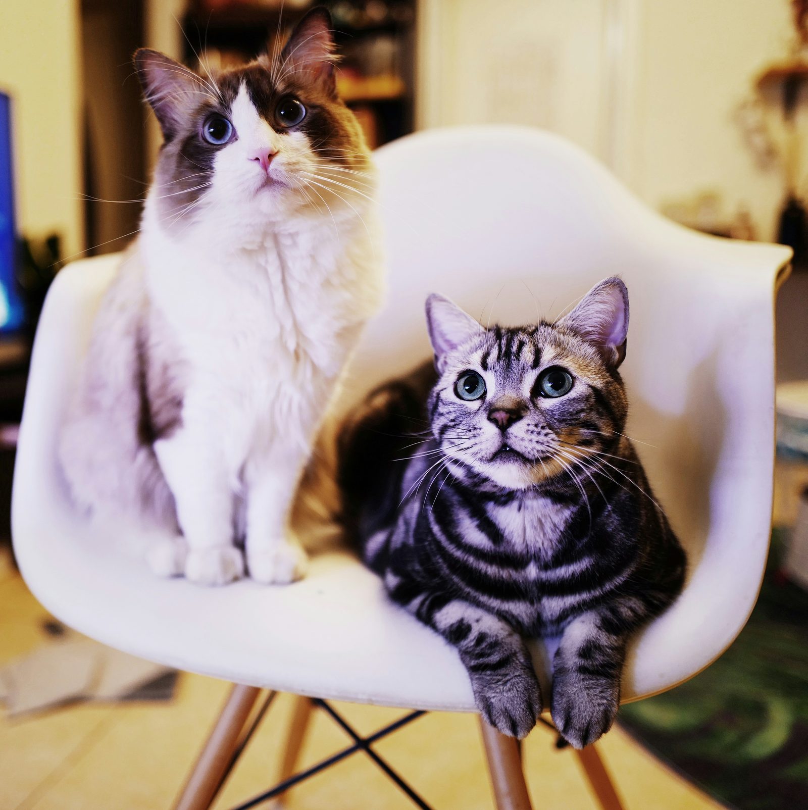 A grey-and-white cat and a grey tabby cat sitting calmly together on the same chair