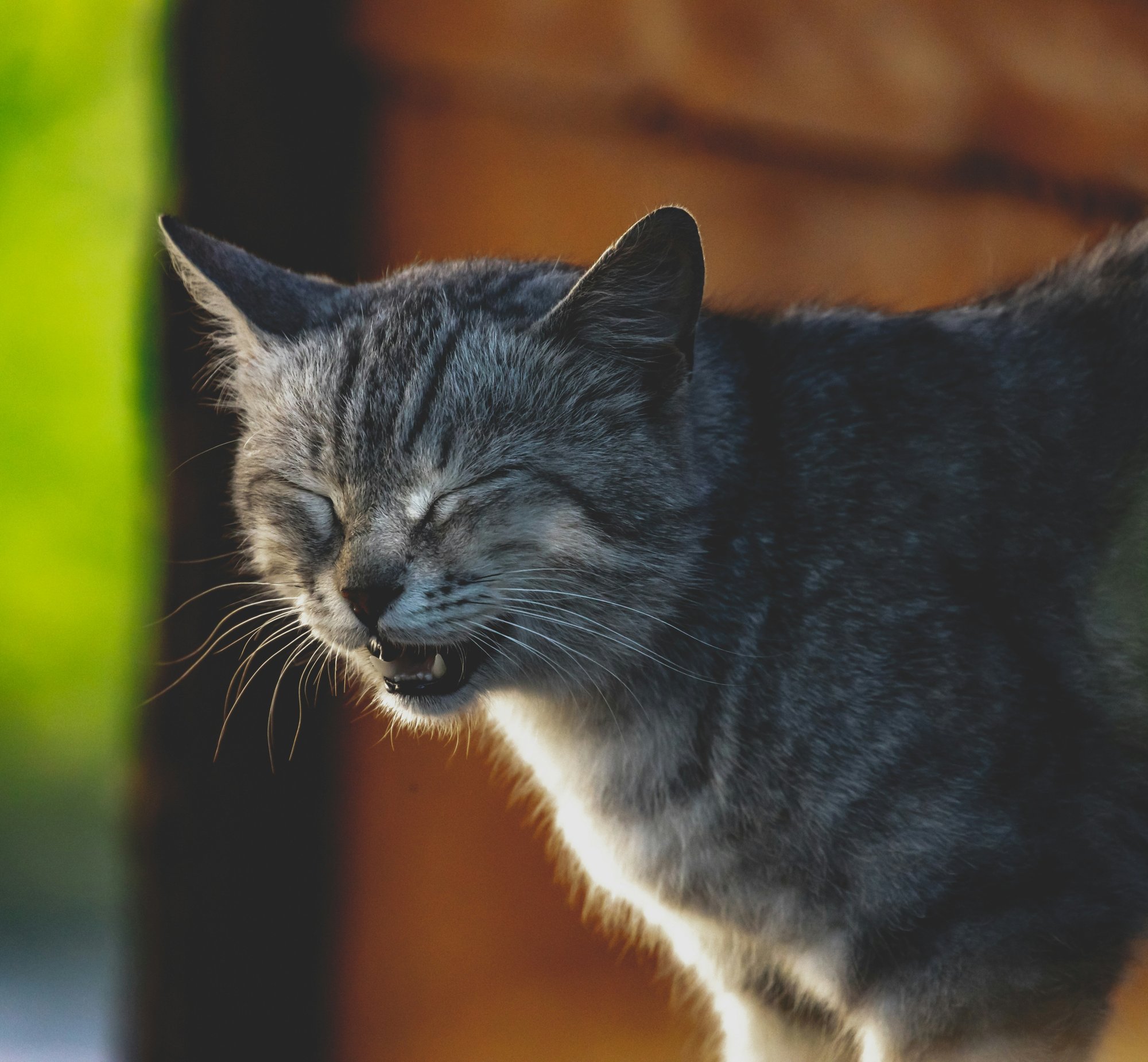 A grey tabby cat with its eyes squeezed shut and mouth open mid-sneeze