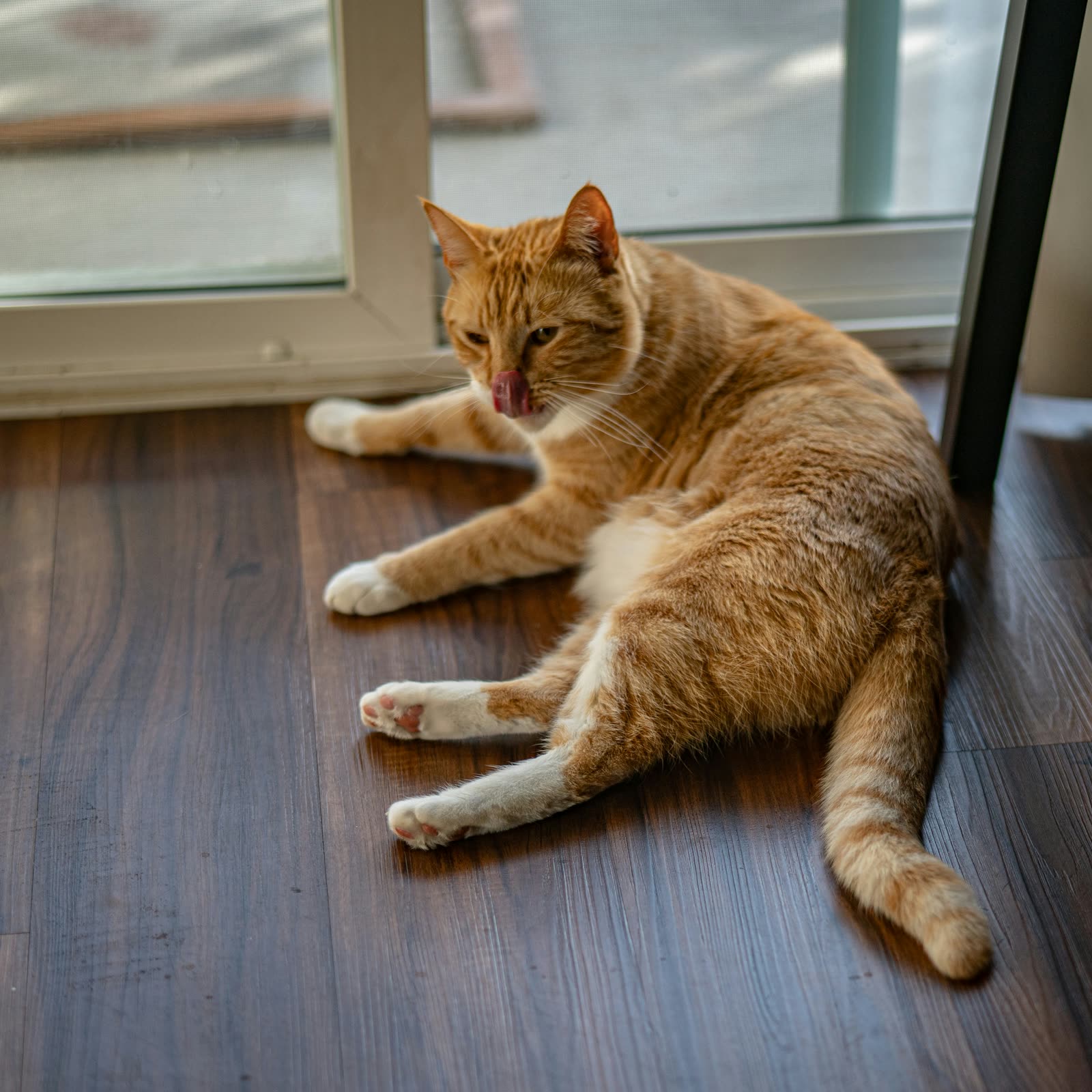 An orange and white cat lying on a wood floor licking its lips