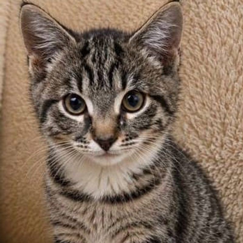 A grey tabby kitten looking straight at the camera