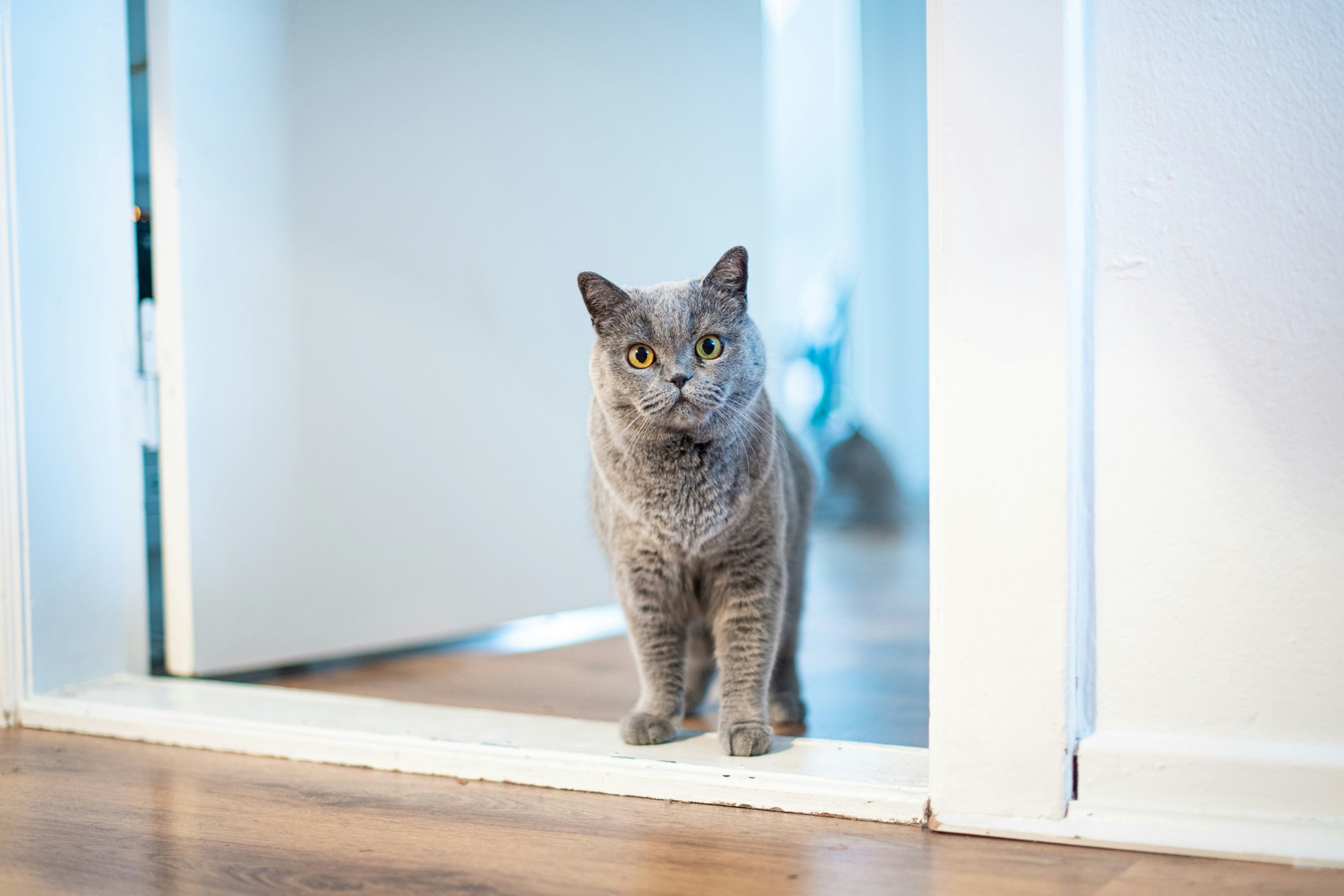 A grey British Shorthair cat standing on a white door threshold, looking up at the camera with wide amber eyes