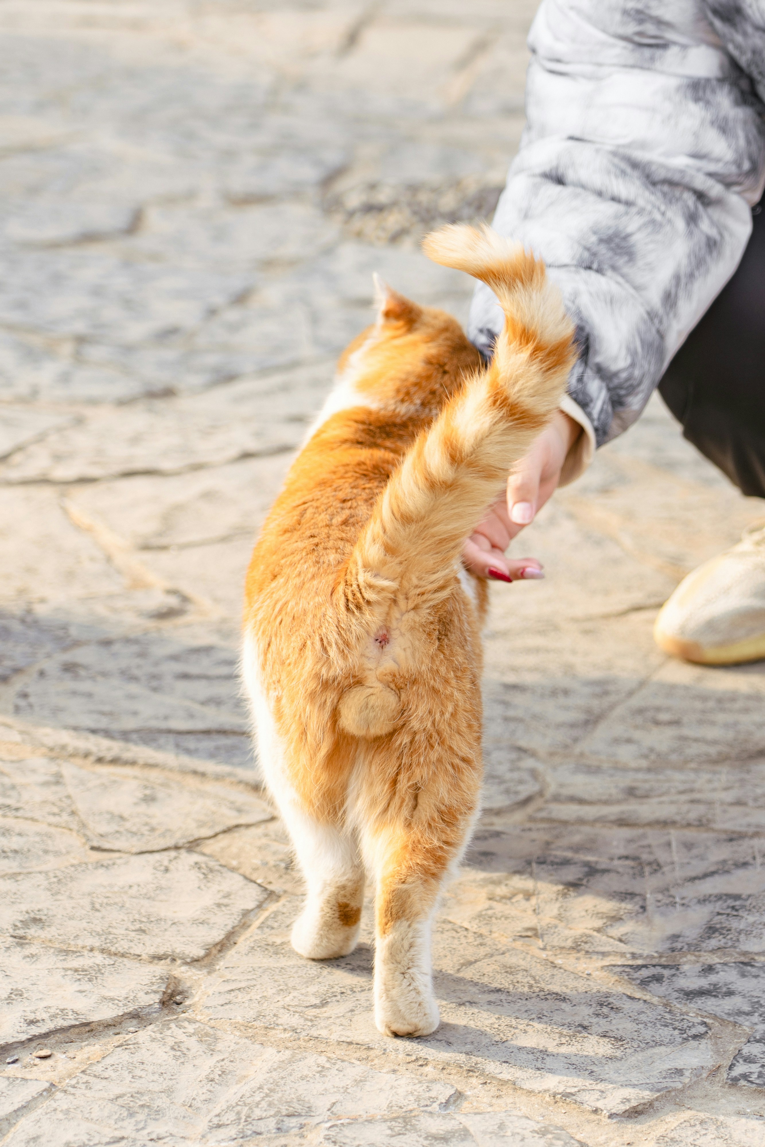 An orange and white cat walking past a crouching person's outstretched hand, tail raised and curled at the tip as it rubs along their fingers