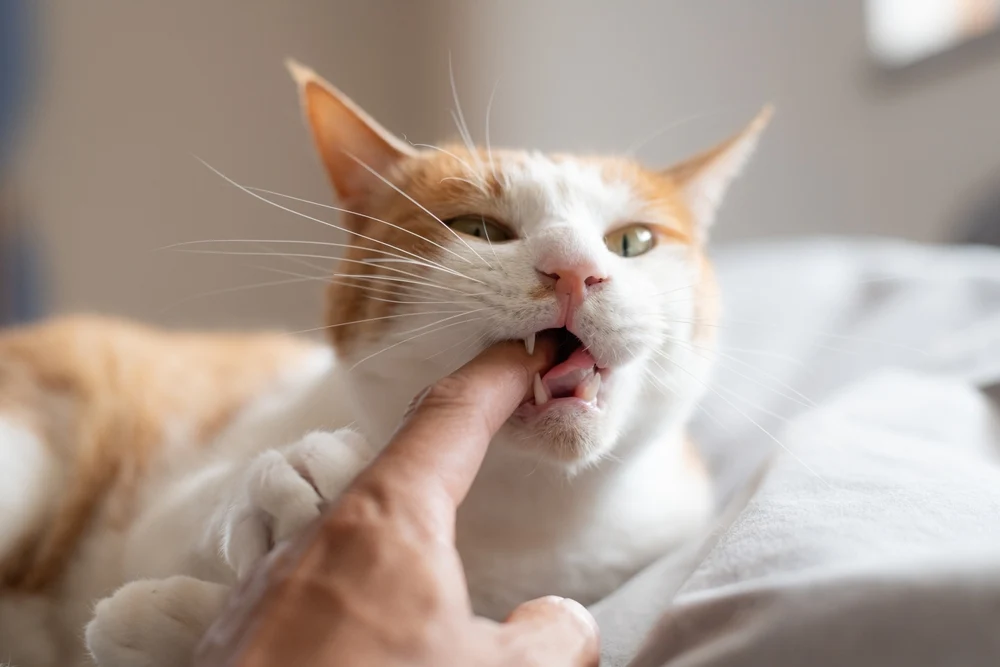 An orange and white cat gently biting a person's finger during petting