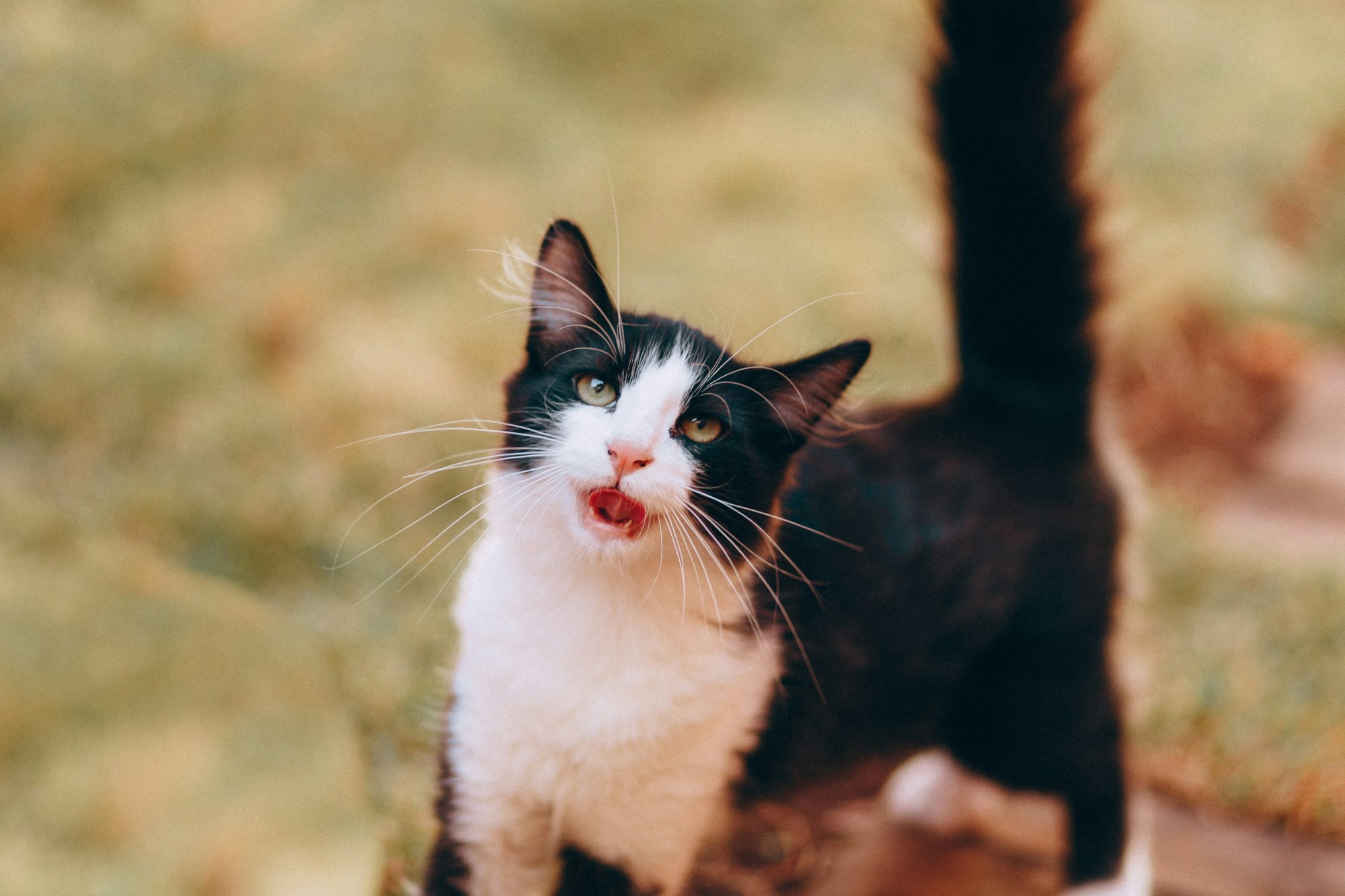A black and white cat with its tail up, looking at the camera with its mouth open mid-meow